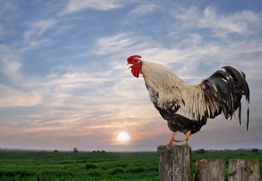 100个搞笑冷知识动物,奇葩动物冷知识你都知道哪几个