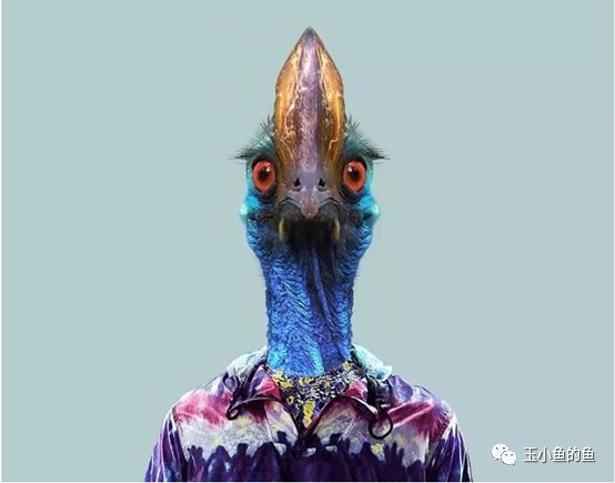 pdp性格测试有用吗,pdp动物性格测试分析