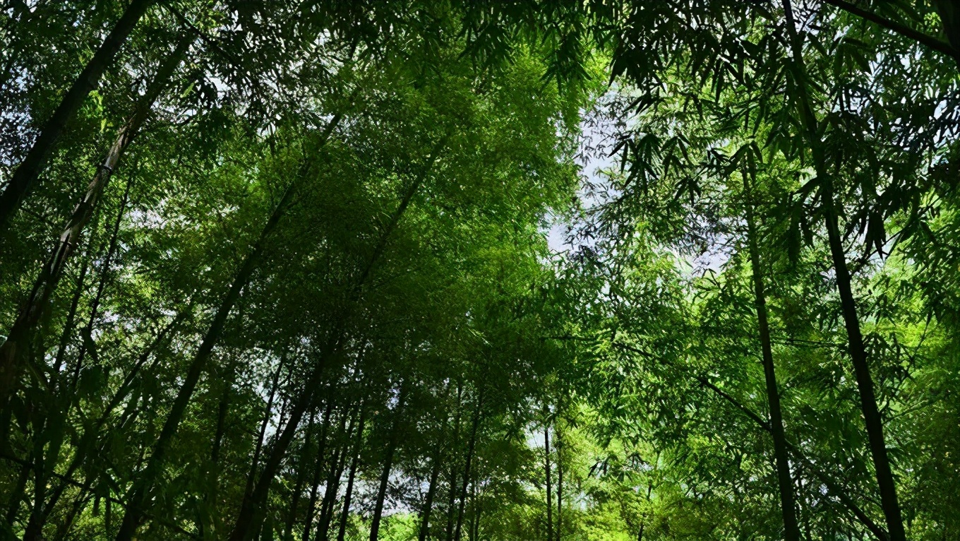 带着狗子旅行推荐,带着狗狗游新疆