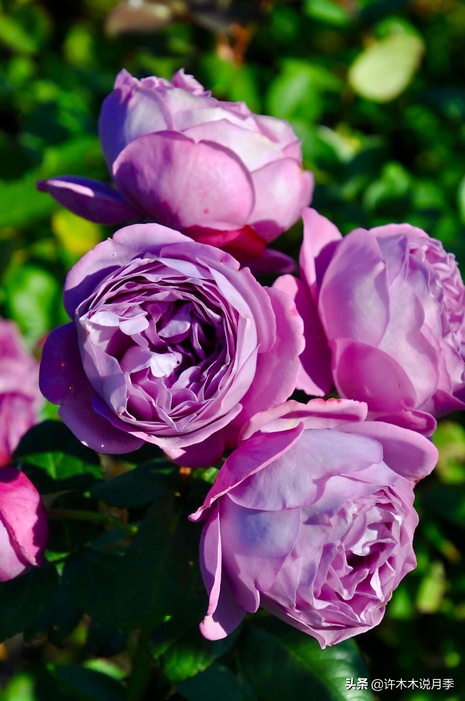 多头多季节开花抗性好的月季,红色月季哪几款多花勤花抗性好的