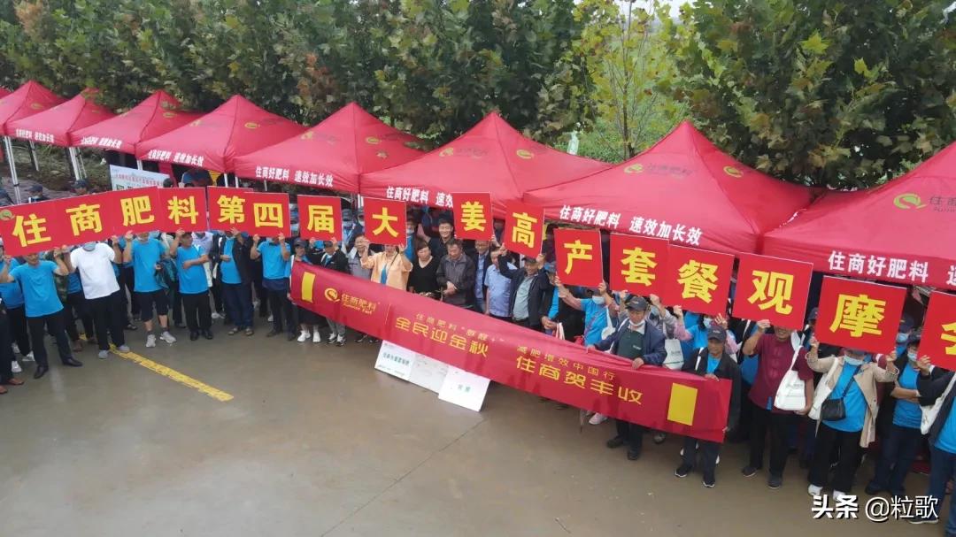 住商肥料“脲醛+”减肥增效中国行：大姜“吃”套餐