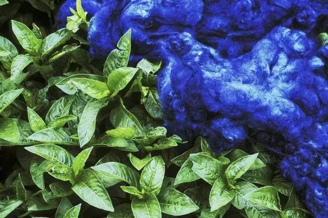 白色染料的植物有哪些,常见植物染料一览表