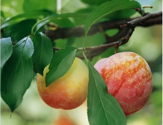 桃奴为什么那么贵,如何解决桃奴现象