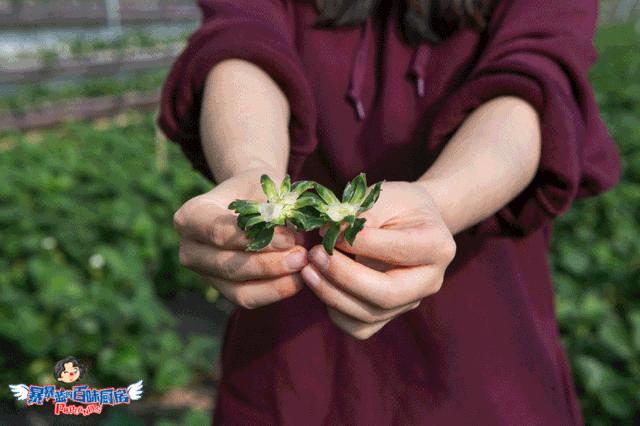 丹东特大久久红草莓,丹东九九大草莓是引进的吗