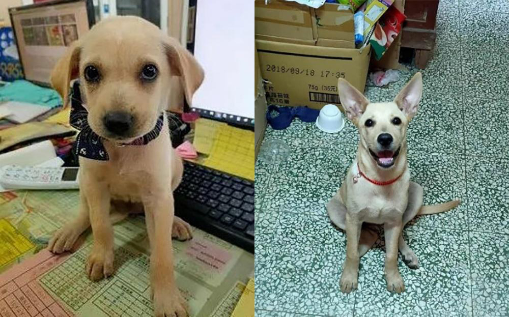 小狗黑色变棕色了,小狗黑毛色变黄怎么回事