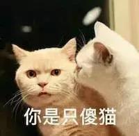猫咪看着猫粮想吃又不敢吃怎么办,猫咪不爱喝水用什么办法解决