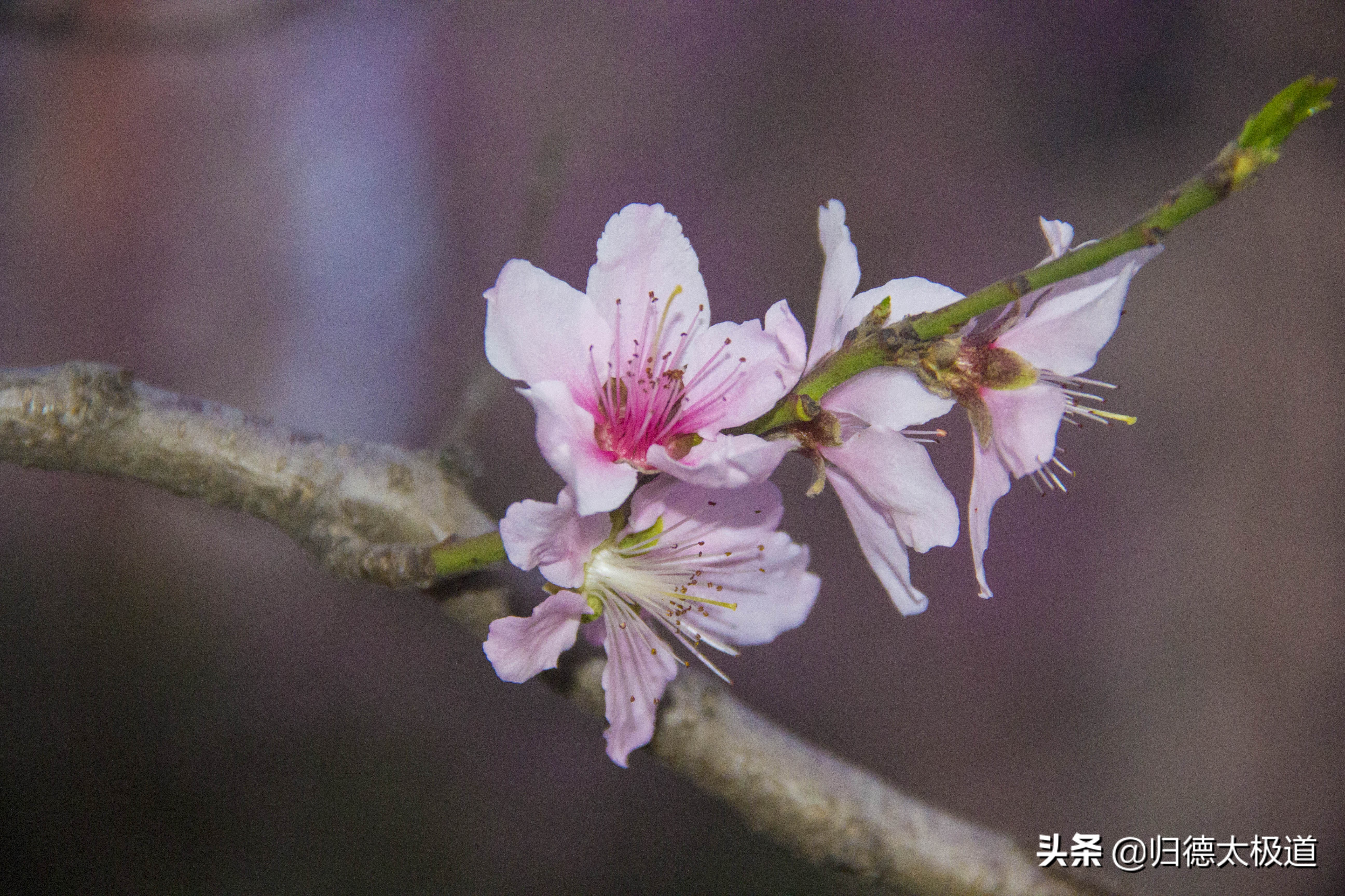 “东风袅，蝶花妖，俏蕊风流自艳摇”。少有人欣赏，它是谁？