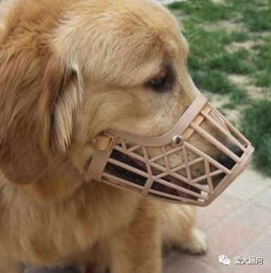 狗狗乱捡地上的东西吃,带狗狗遛弯乱捡东西吃