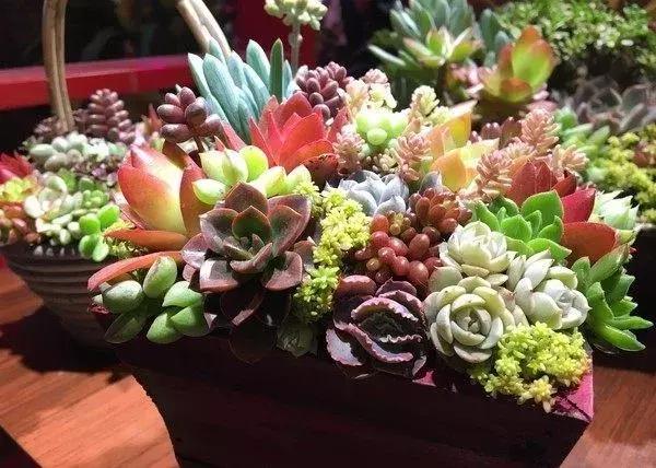 有药用价值的多肉植物图片,多肉植物有什么药用功效吗