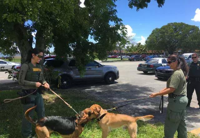 缉毒犬会染上毒瘾吗视频讲解,缉毒犬闻毒品味道会闻上瘾么