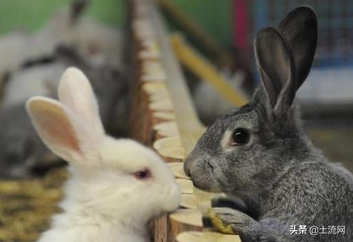 适合新手创业的养殖项目,农村创业低成本做什么养殖最适合