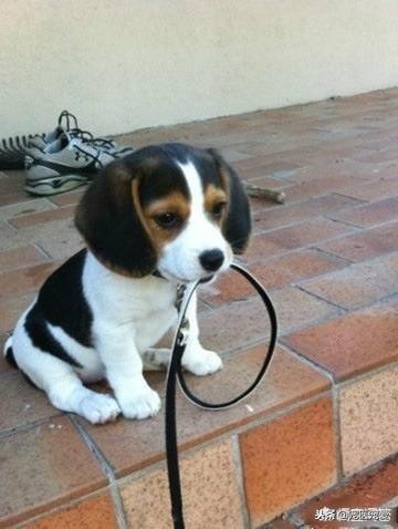 比格犬和柯基犬哪个好养,适合在家养的狗比格犬