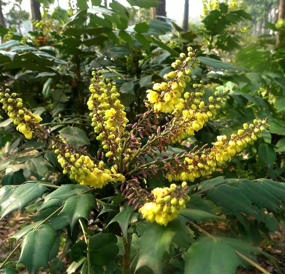 冬天能扦插蟹爪兰放室内还是室外,这4种花现在扦插最容易生根杀菌