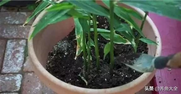 花盆里埋一块生姜，3个月长出小姜崽，1盆结2斤吃不完