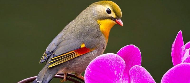 鸟类会传染疾病吗,鸟类会有传染病