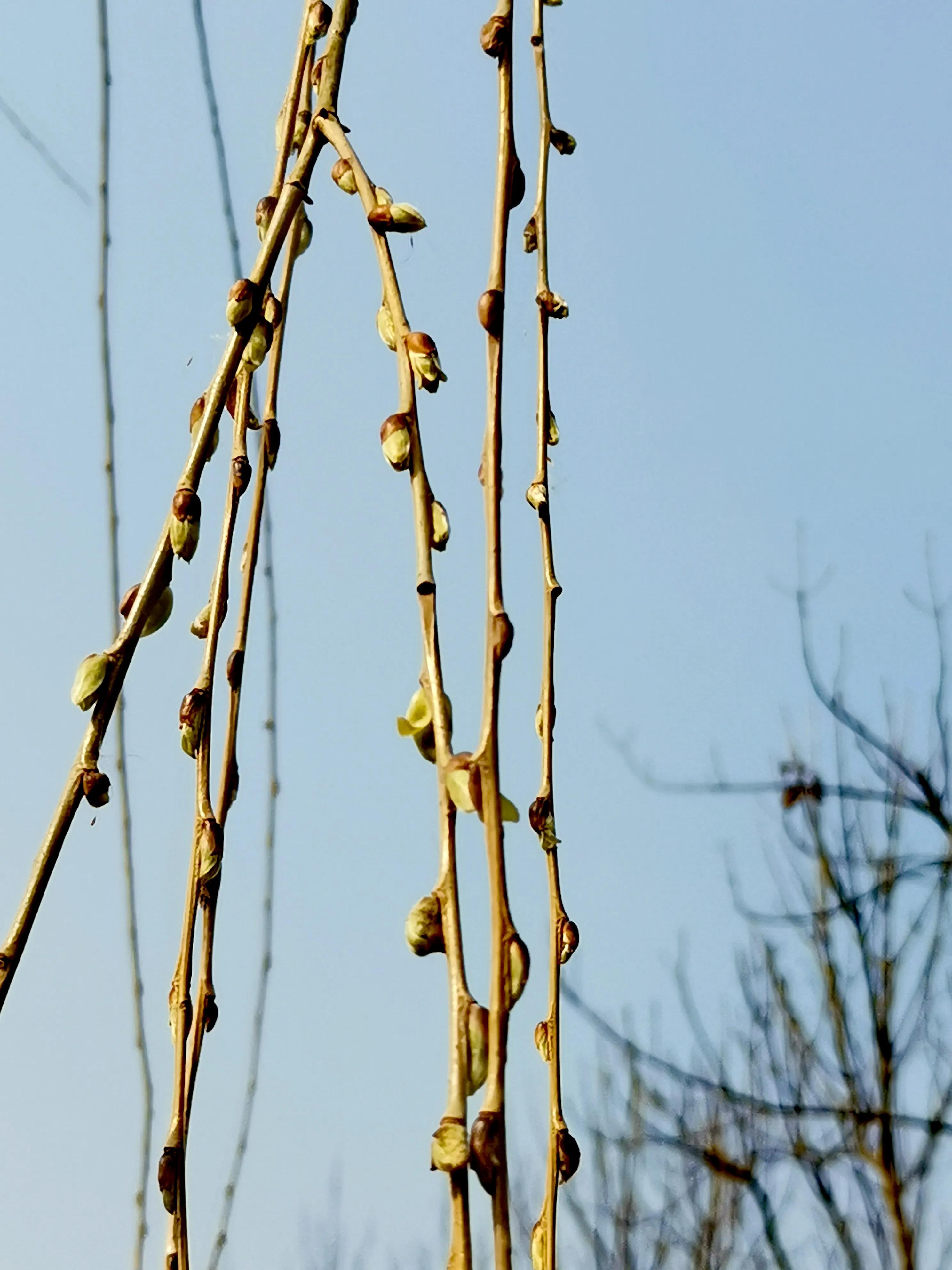 大年初一逛栎阳湖湿地公园，柳色遥看近吐绿，春归石川河！