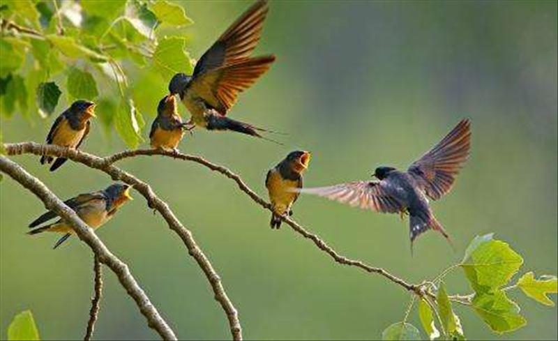 晏殊唯美的宋词,晏殊燕归来经典诗句