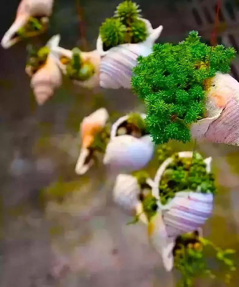 室雅何须大，花香不在多，在小屋里赏花种草，把日子过得刚刚好