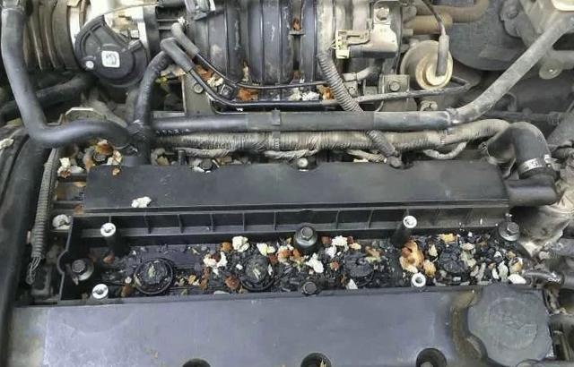 发动机舱有老鼠脚印有什么办法,发动机舱有老鼠怎么办清洗多少钱