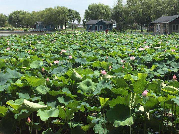 鹧鸪天-碧云花园十里水乡