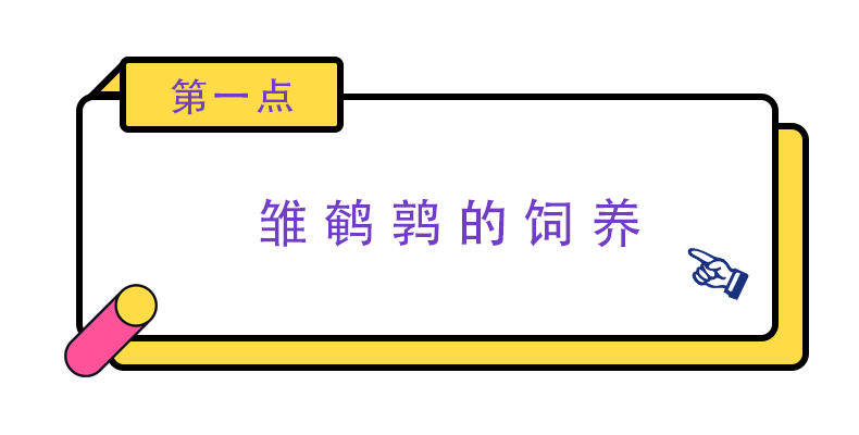 鹌鹑的饲养技术视频很经典,2015鹌鹑养殖
