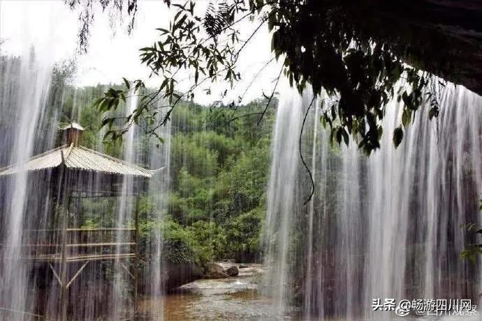 四川发现桫椤群,宜宾发现桫椤群视频