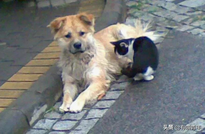 刚毕业的大学生建议养猫吗,没毕业大学生建议养猫吗