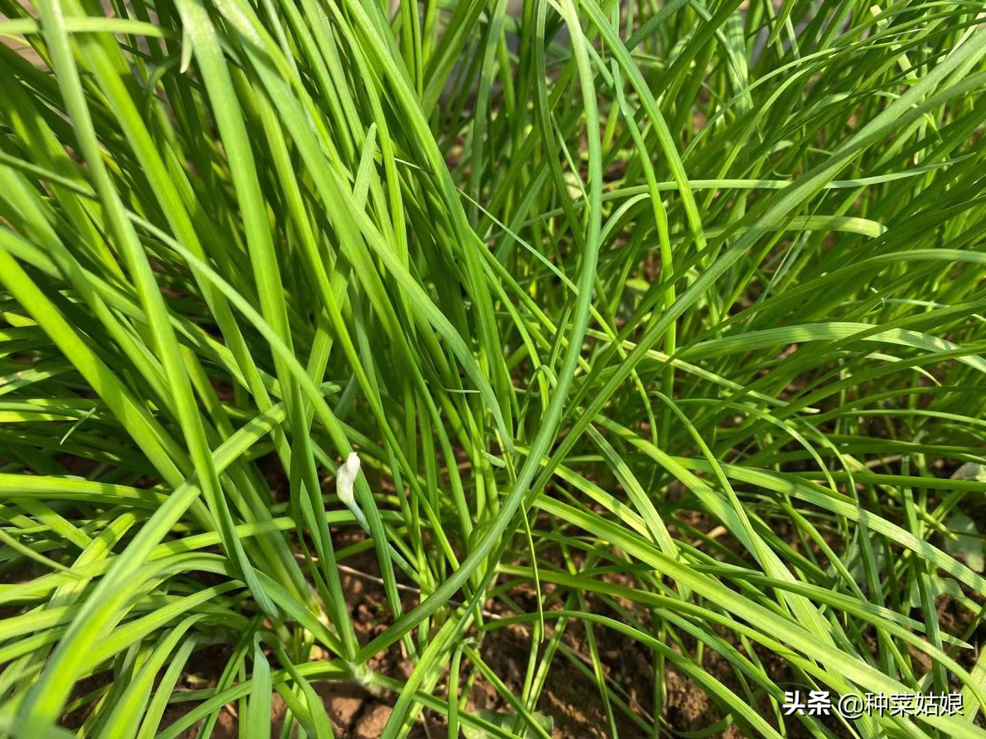 在家种菜如何防治地下害虫,菜园地下害虫怎么防治