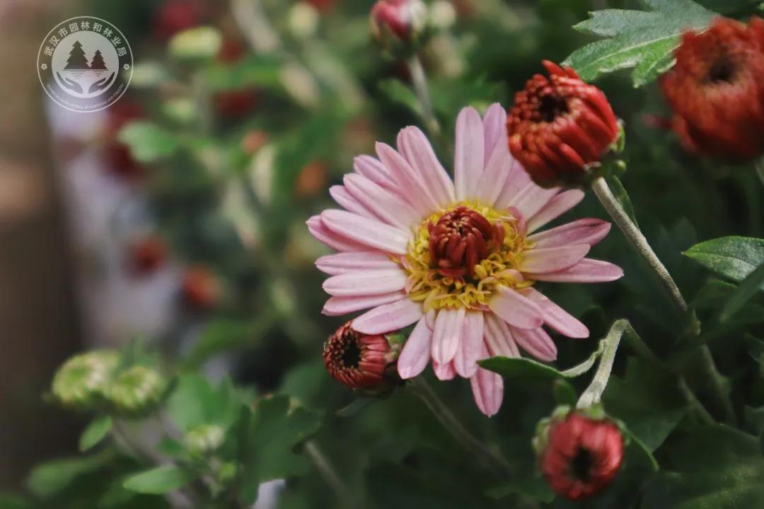 金秋时节菊展赏菊,趁着周末逛菊展