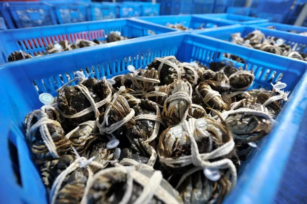 苏宁易购官网阳澄湖大闸蟹,苏宁签约阳澄湖大闸蟹