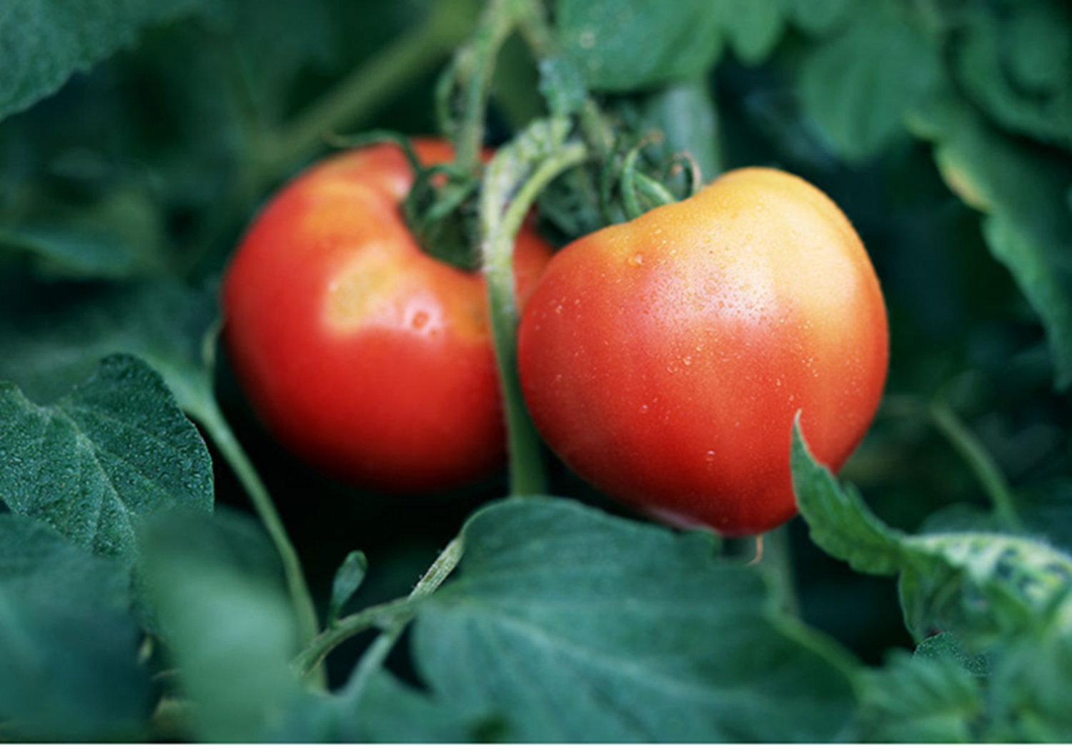 西红柿移栽的管理方法视频,西红柿移苗标准是怎样的