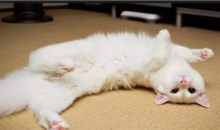 猫咪乱拉乱尿如何惩罚,猫咪咬人挠人怎么惩罚是正确的