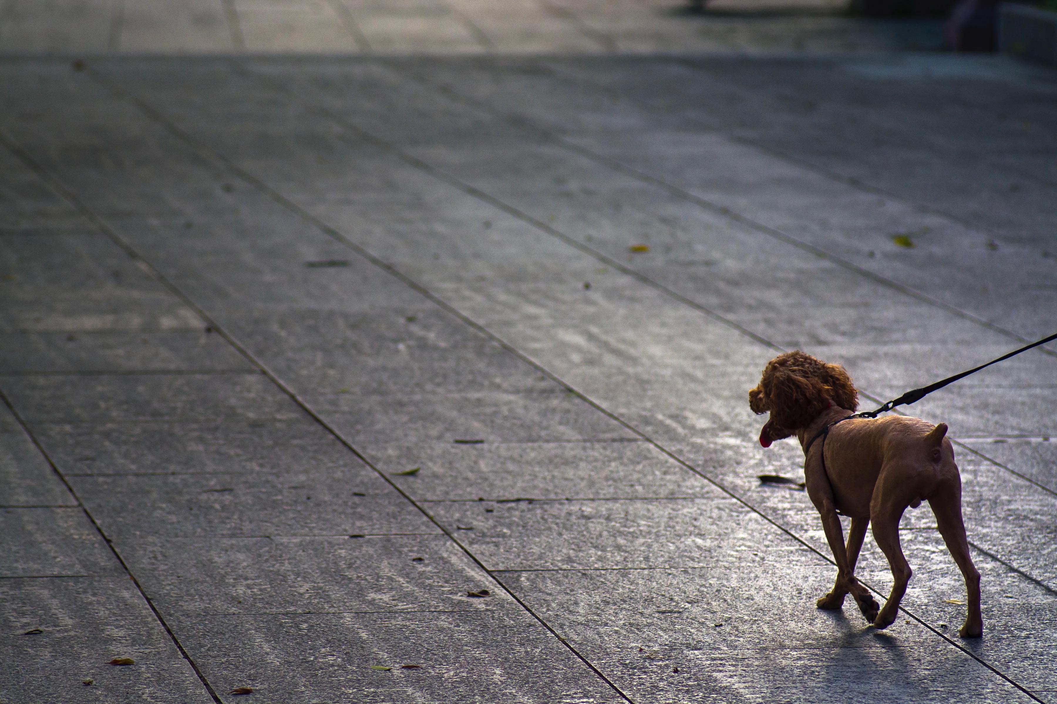 莱卡跟尼康怎么选,徕卡90mmf2.8