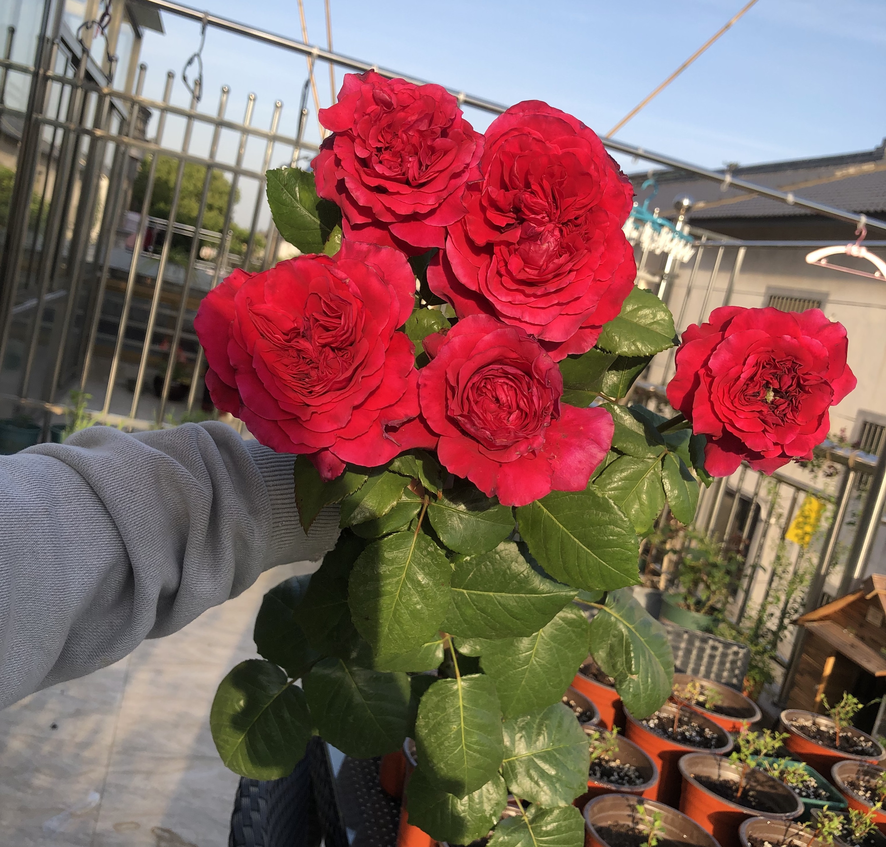 皇家胭脂和真彩230月季哪个好看,皇家胭脂月季花盆栽