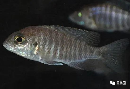 三湖慈鲷马鲷孔雀鱼多久发色,三湖慈鲷鱼之马鲷鱼