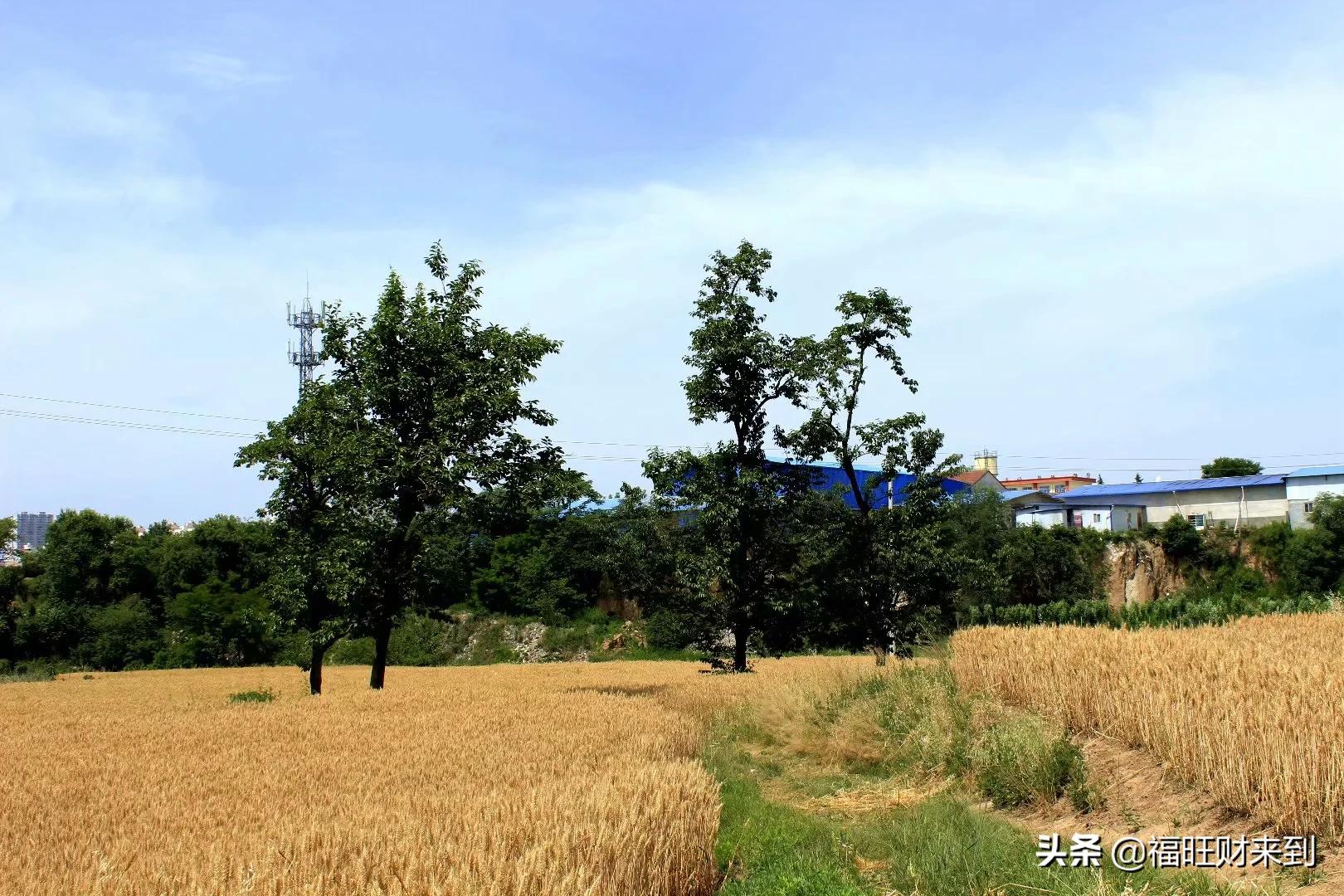 6月5号芒种,2018年6月6日芒种