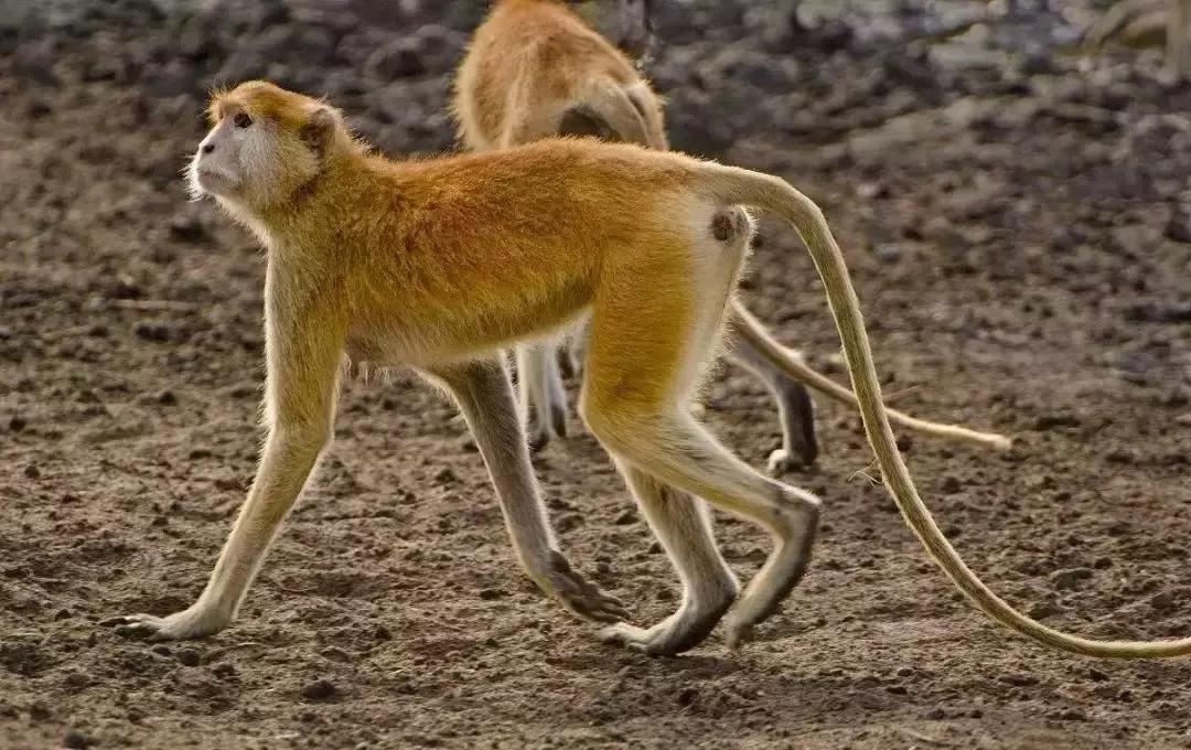 日本罗圈腿女生,日本为什么罗圈腿那么多