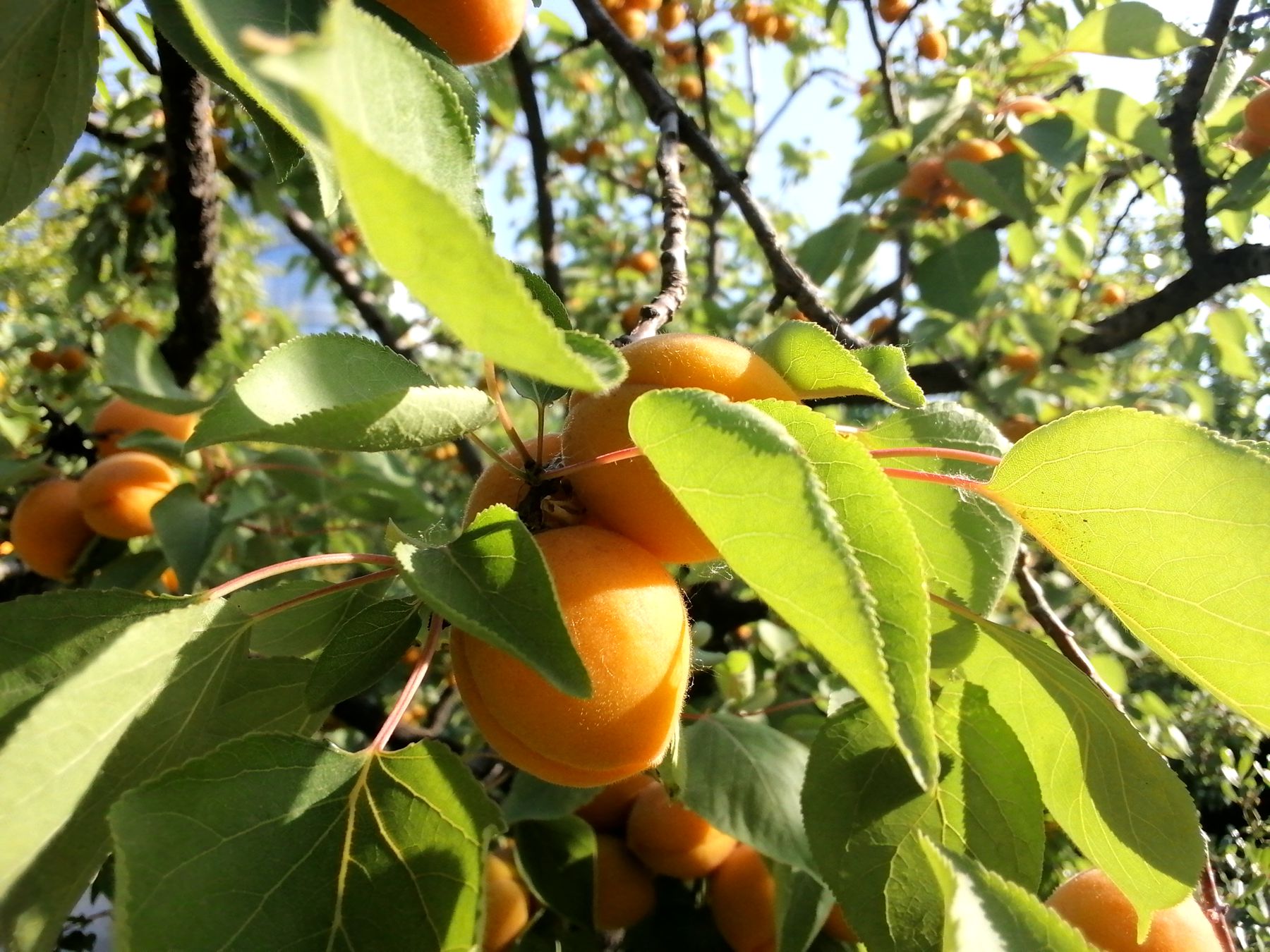 荣耀平板58.0寸,荣耀小平板58英寸评测