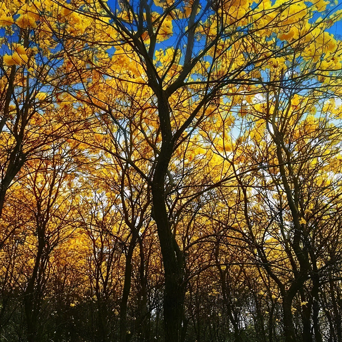 深圳不为人知的好地方,深圳不为人知的美景