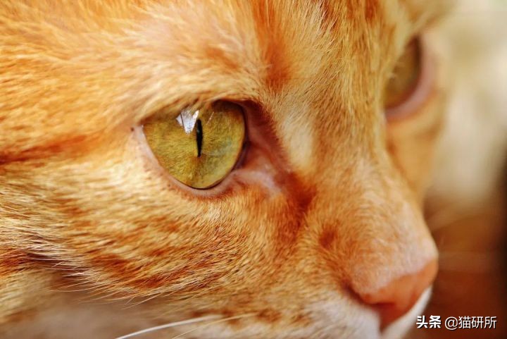 猫咪眼睛不同形态,猫咪的眼睛为什么有各种颜色