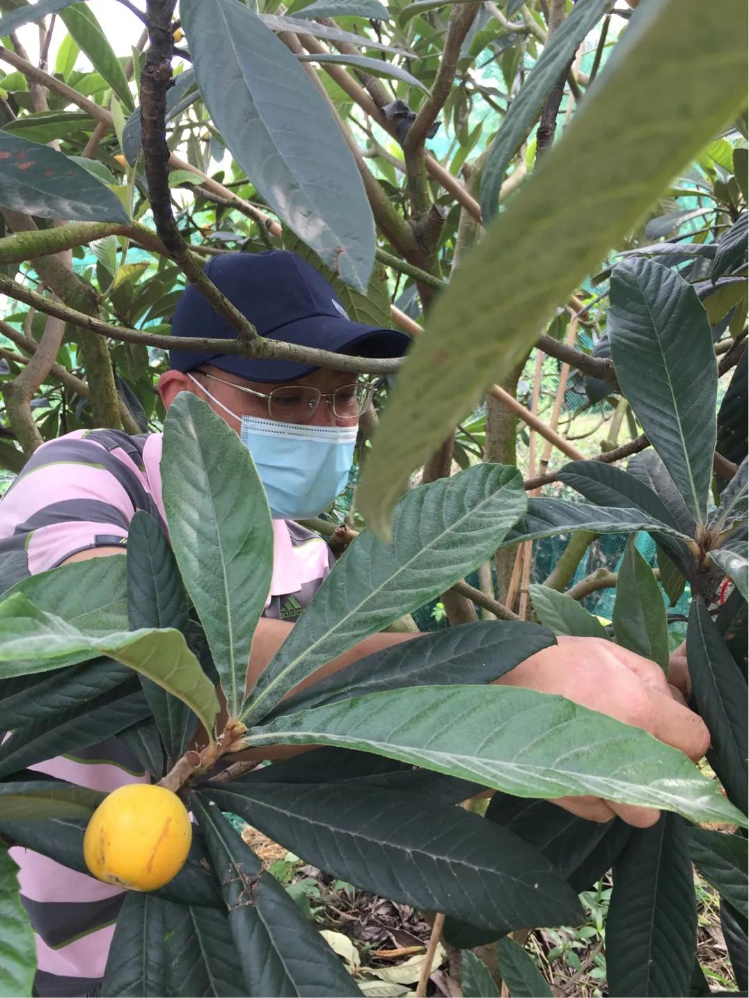 春的序曲洞庭西山,洞庭西山作品顺序