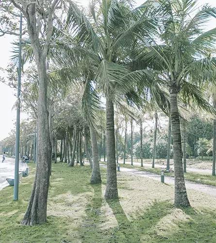 深圳海岸线高清图,深圳比较漂亮的海岸线