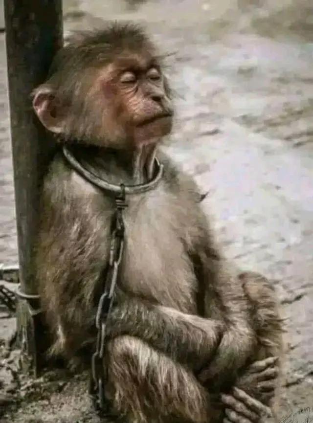 为谁辛苦为谁甜的古诗完整版,为谁辛苦为谁甜的前一句古诗