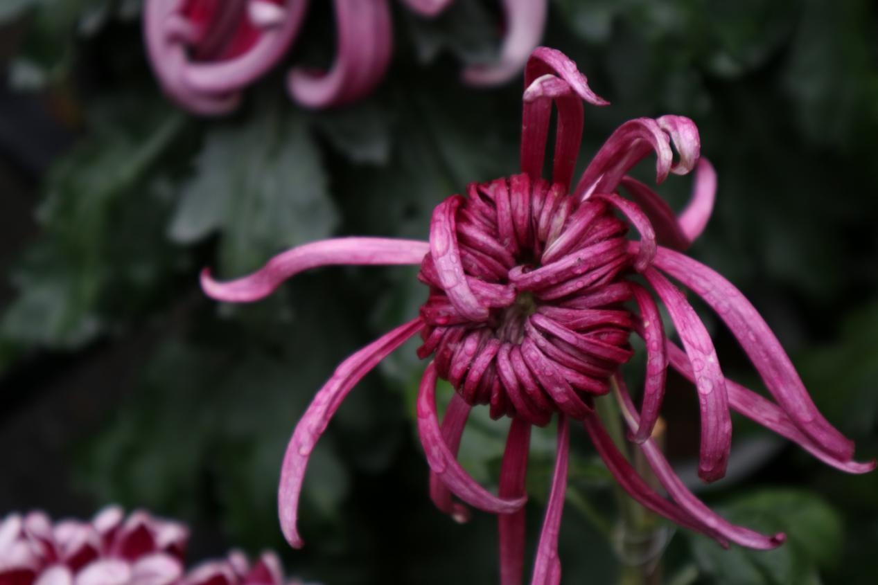 第63届广州羊城菊花展,第59届羊城菊花会