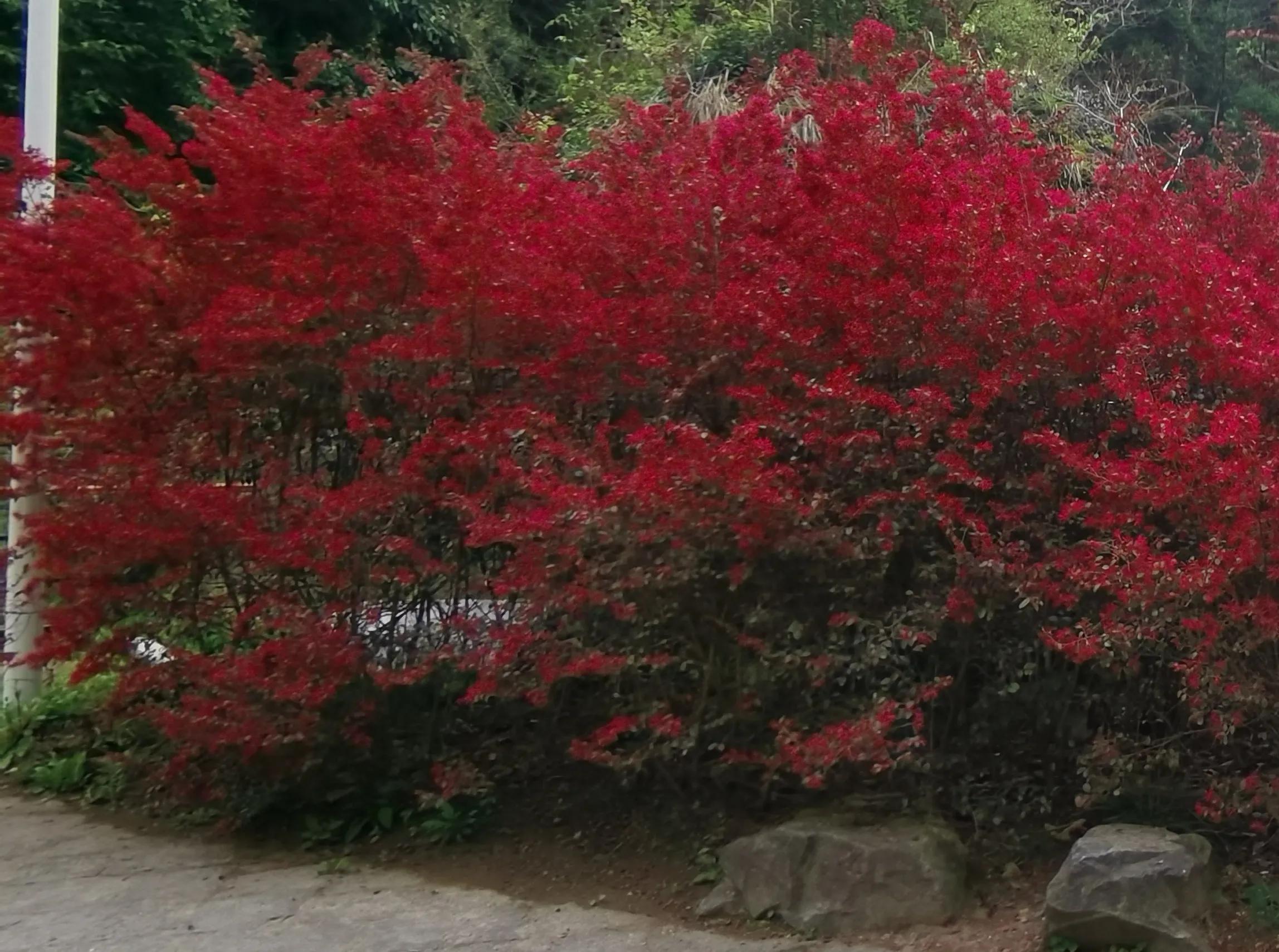 红花檵木和白色檵木区别,红花檵木苗价格