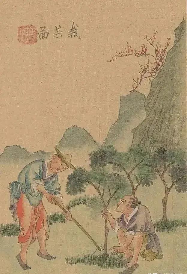 凤凰制茶工艺流程,大红袍制茶工艺流程