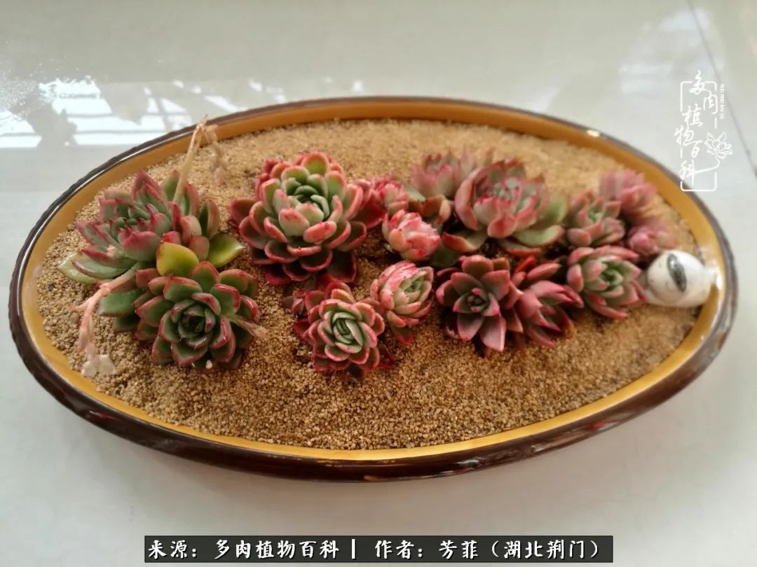 我的桃源：多肉之美，日甚一日，年胜一年