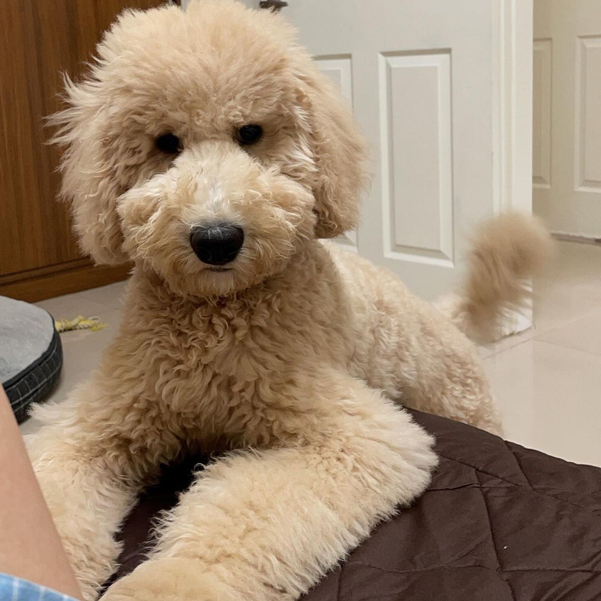 家里两只巨型贵宾犬,巨型贵宾犬发疯