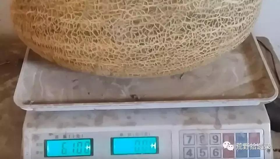 四川适合种植哈密瓜甜瓜品种,甜瓜种植技术新疆哈密瓜