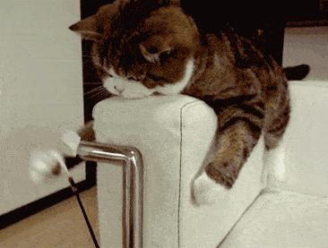 猫咪生吞维生素,猫咪生吞猫粮呕吐